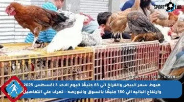 هبوط سعر البيض والفراخ إلى 63 جنيهًا اليوم الأحد 3 أغسطس 2025 وارتفاع البانية إلى 180 جنيهًا بالسوق والبورصة – تعرف على التفاصيل